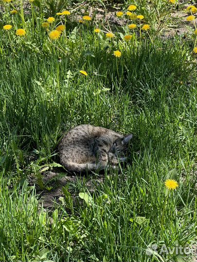 Котики маленькие бесплатно