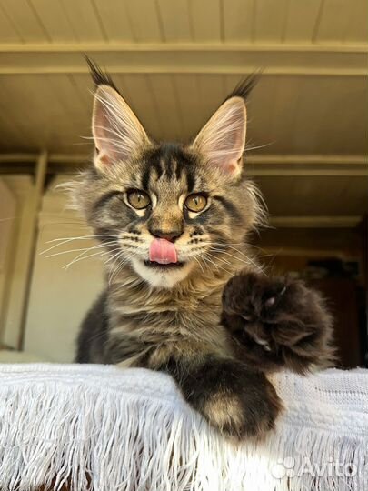 Котёнок Мейн-кун