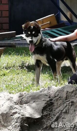 Собака, мальчик