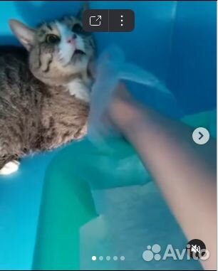 Котик Кузя в добрые руки