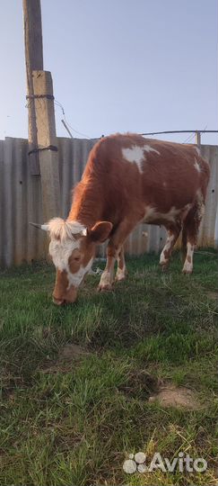 Коровы дойные