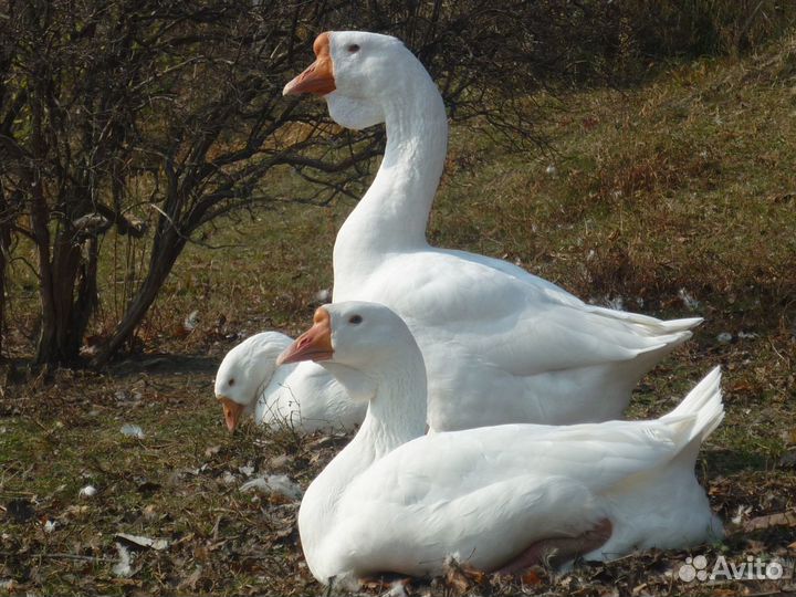 Цыплята Утята Индюшата Гусята Брюховецкий птицевод