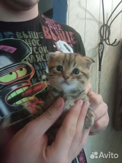 Шотландская вислоухая кошка бесплатно