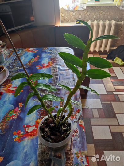 Орхидея дендробиум