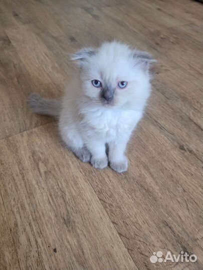 Шотландская вислоухая девочка