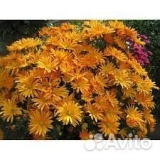 Хризантема корейская