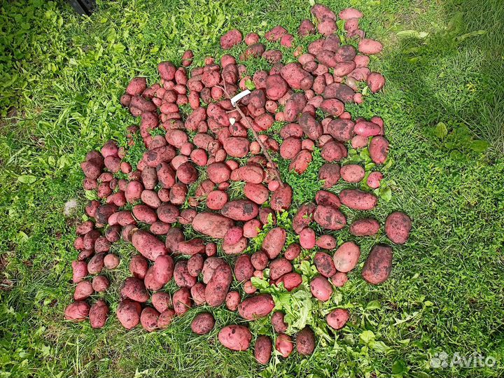 Сорта картофеля от селекционера класса 