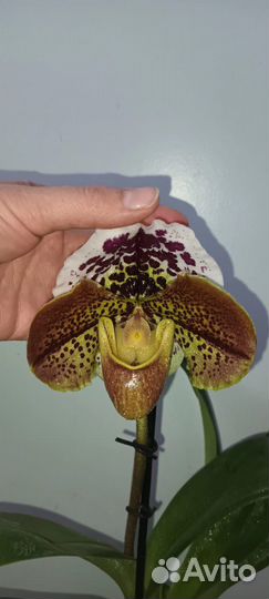 Пафеопедилум