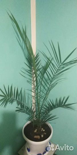 Финиковая Пальма