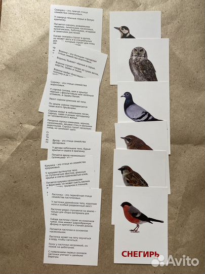 Обучающие карточки Птицы России