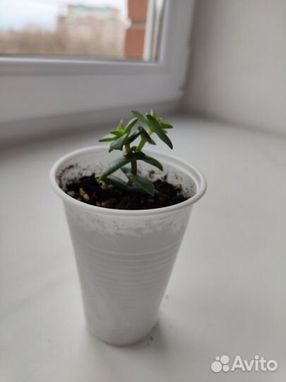 Суккуленты Микс 1