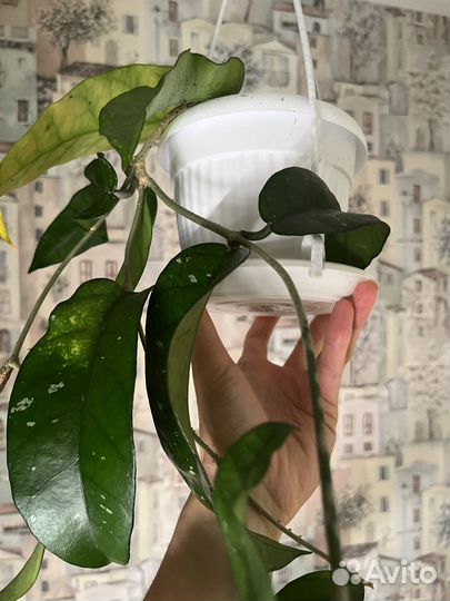 Хойи взрослые