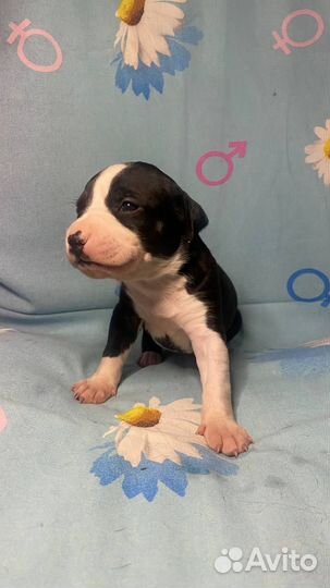 Щенки Прайтера