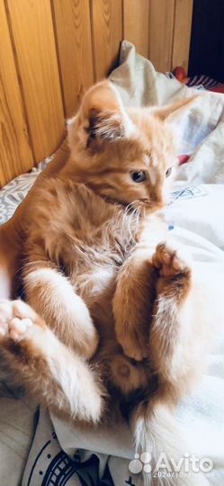 Котенок в Очень Добрые Руки