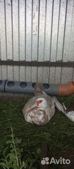 Мускусные утки