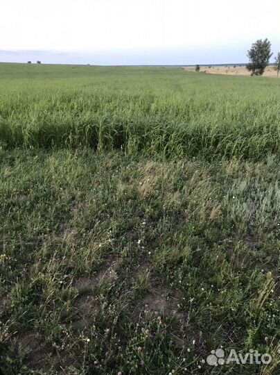 Сено в тюках