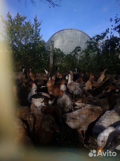 Утки индийский бегунок