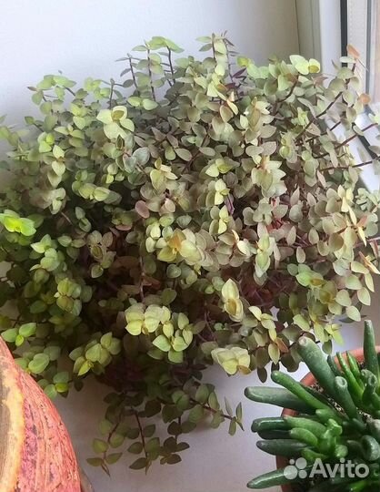 Кализия, традесканция