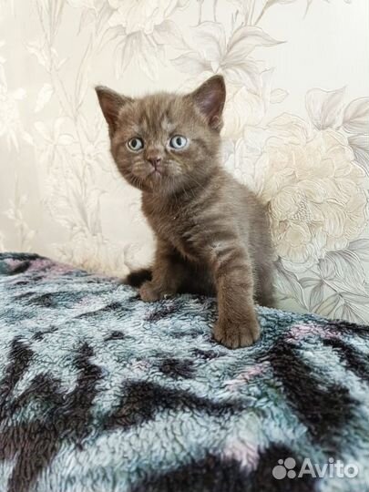 Британские котята