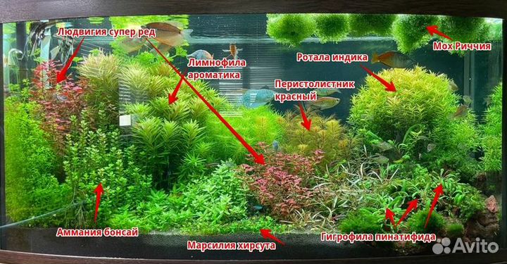 Аквариумные растения
