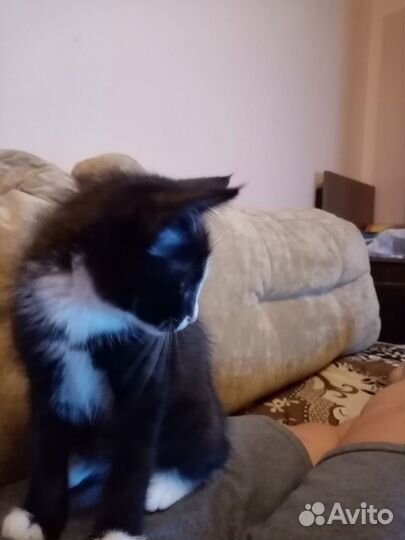 Котик бесплатно