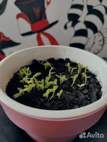 Рассада питахайи