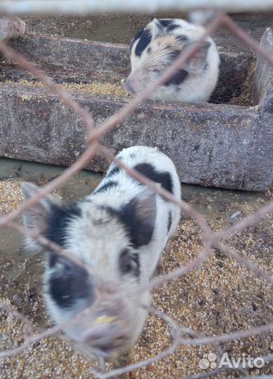 Вьетнамские поросята