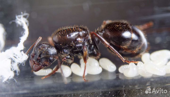 Муравьи Messor Structor