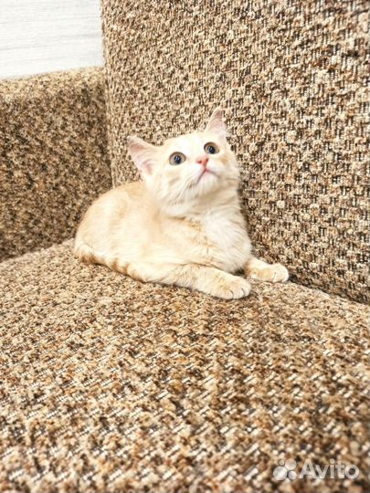 Котенок девочка в самые добрые руки