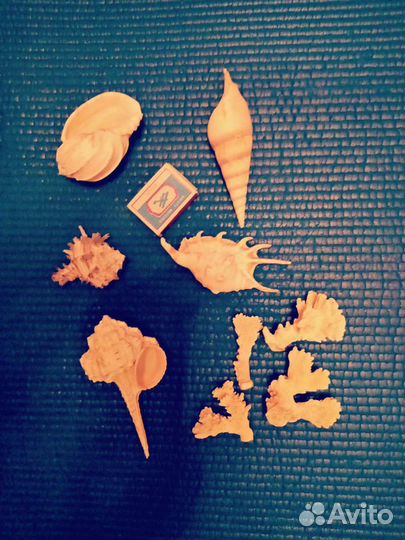 Ракушки морские новые