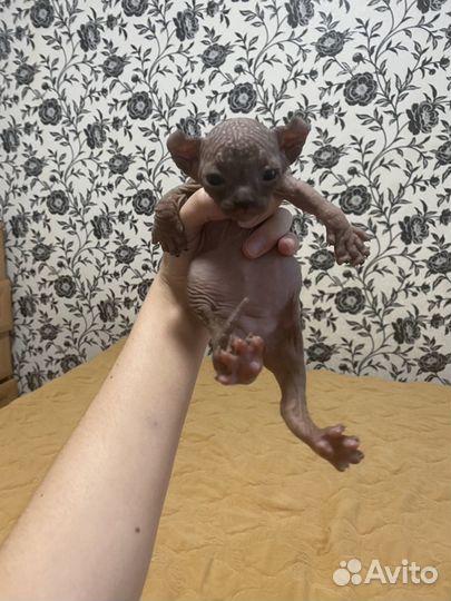 Котята сфинкс