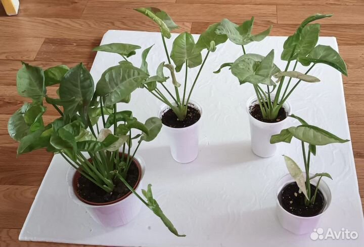 Сингониумы редкие