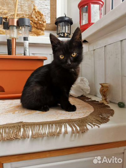 Малышка пряталась от ливня под машиной