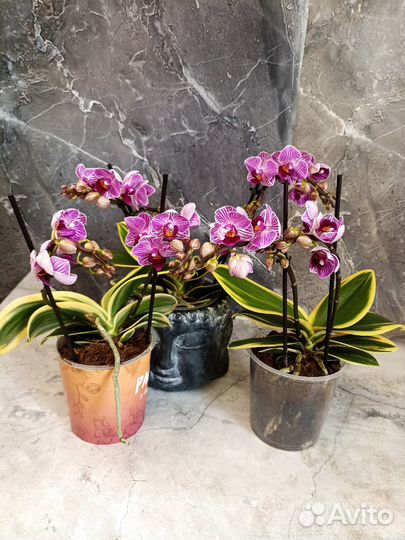 Орхидея фаленопсис вариегатная Сого Вивьен