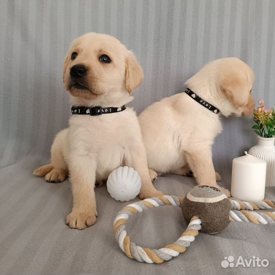 Лабрадора щенки