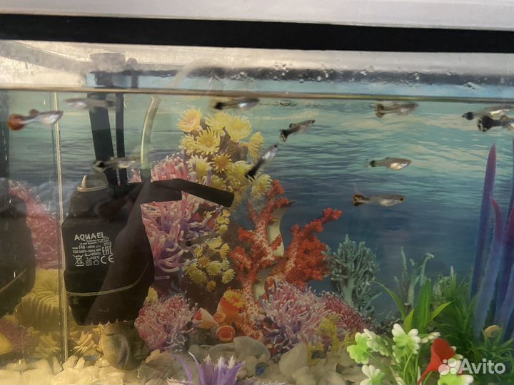 Мальки гуппи