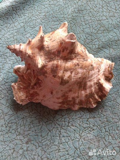 Ракушка раковина 70-е СССР