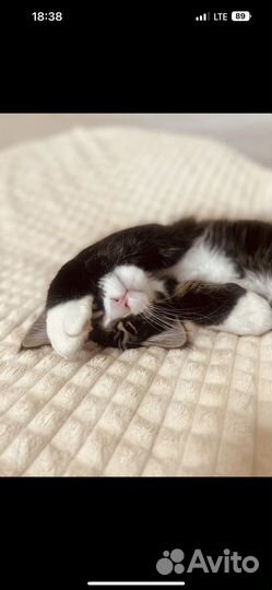 Мейн-кун вязка