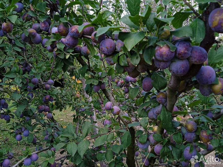 Слива.оптом.и.в.розницу