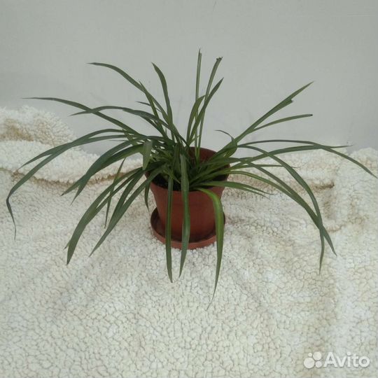 Хлорофитум зелёный