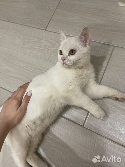 Белый пушистый котенок