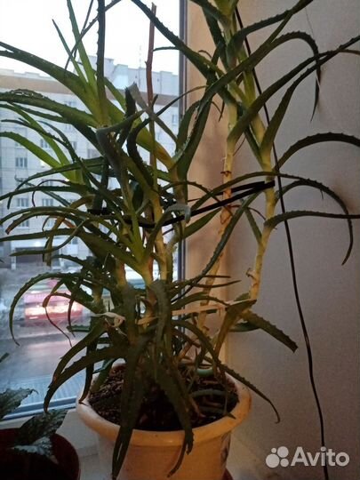 Алое лечебный