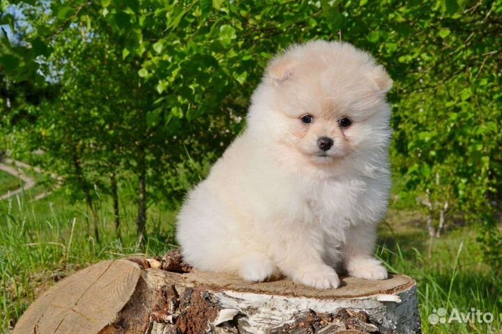 Щенки померанского шпица