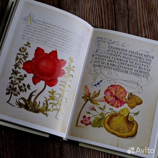 Ботаническая иллюстрация и каллиграфия книга