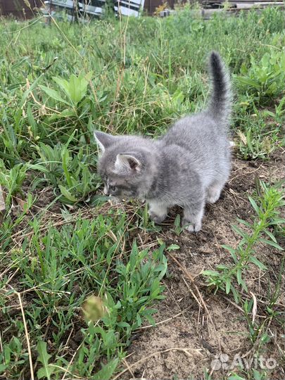 Котик в добрые руки