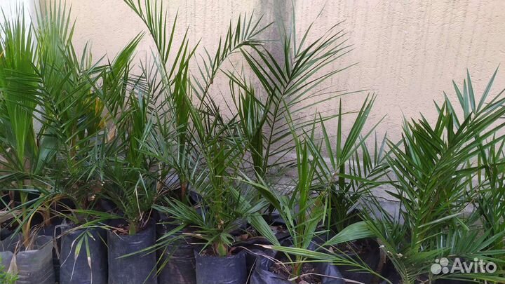 Финиковая пальма