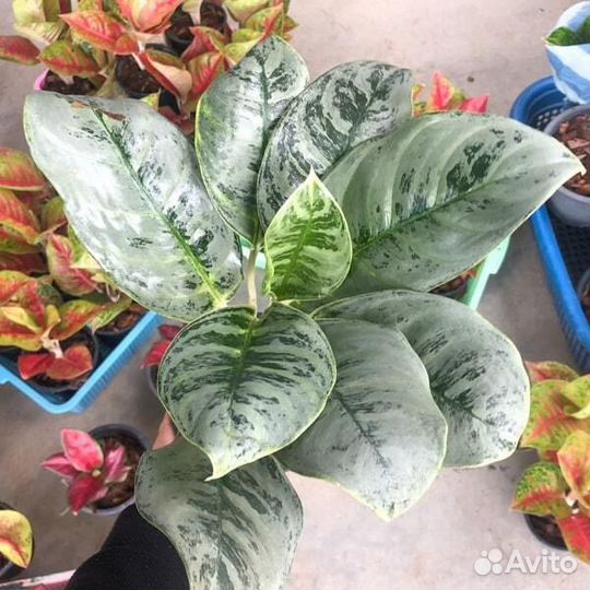 Комнатные цветы