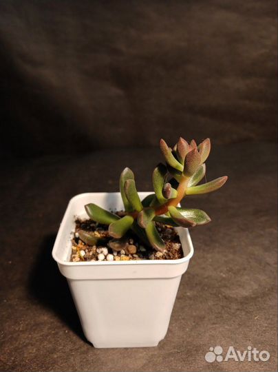 Седум Корал Ред