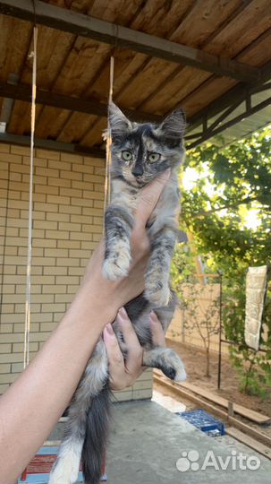 Кошки в добрые руки бесплатно