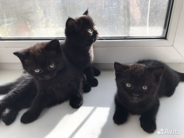Британские котята